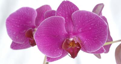 /pf/resources/images/abc-placeholder.png?d=2395