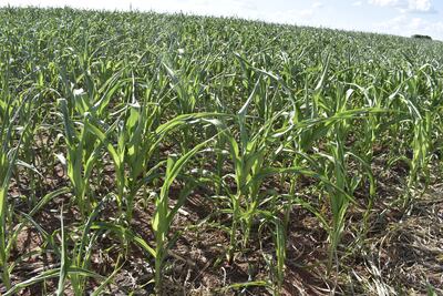 Bioestimulantes, opción ante el estrés hídrico