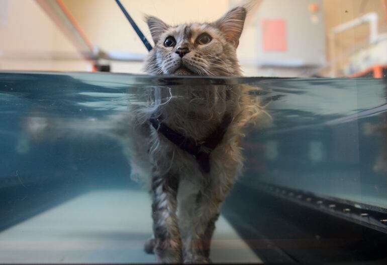 perro gato
