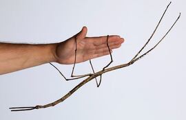 insecto-143436000000-1456057.jpg
