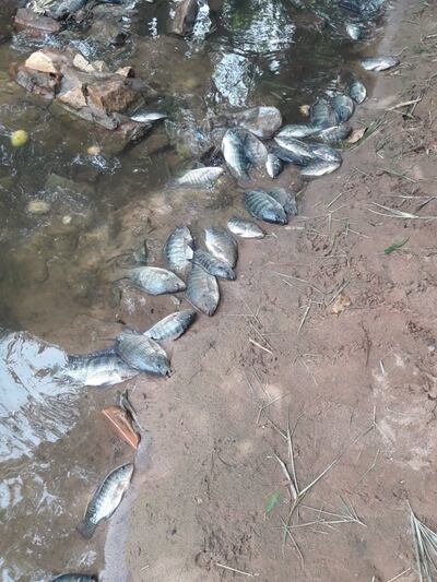 Un poblador del Barrio San Juan visualizó este domingo la muerte de peces en el arroyo San Lorenzo.