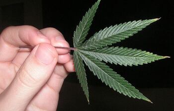 marihuana-00830000000-487913.jpg