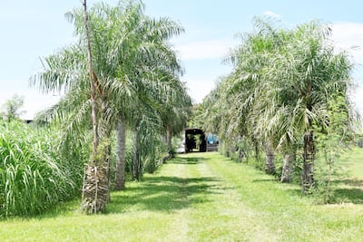 Intenso verdor en el acceso al establo de la granja. A un lado se encuentra la plantación de pastura para alimentación de animales.