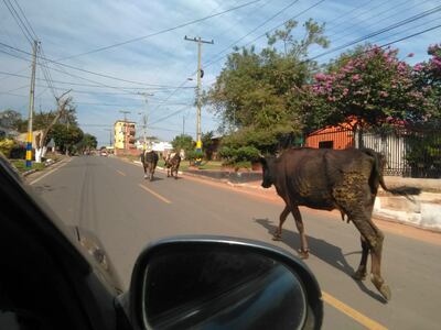 vacas sueltas