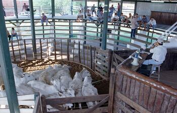 las-ferias-de-ganado-ofrecen-diversos-tipos-de-servicios-remates-en-vivo-por-tv-por-internet-a-su-vez-ofertan-animales-de-consumo-invernada-y-re-205232000000-1554160.jpg