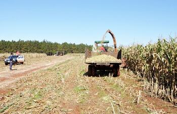la-cosecha-de-maiz-se-realiza-con-custodia-en-la-propiedad-de-eitel-simon-schller--200218000000-1466536.jpg