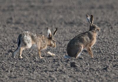 Las liebres corren libremente por un campo, pero no todas las especies tienen la misma suerte.