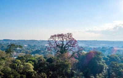 Un majestuoso tajy concursa entre los árboles más grandes del Paraguay. Las expediciones proseguirán del viernes 26 al domingo 28 del mes en curso.