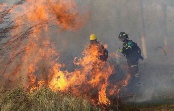 Las llamas redujeron a polvo varios pulmones vegetales del planeta Tierra y sentenciaron a muerte a miles de animales de diversas especies.