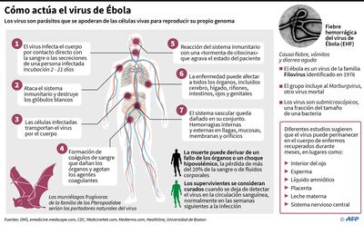 Cómo actúa el virus de Ébola