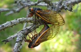 cigarras-60603000000-548726.jpg