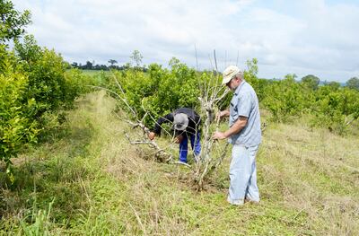 El monitoreo y observación de los cultivos por parte de los productores debe ser constante sea en yerba mate u otra plantación.