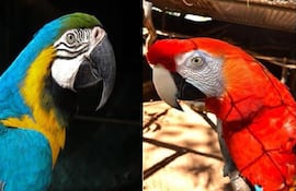 Papagayos hurtados del Zoológico de Asunción.
