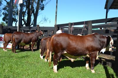 Los propietarios de ganado podrán tramitar la reinscripción en el Palacio de Justicia de Misiones.
