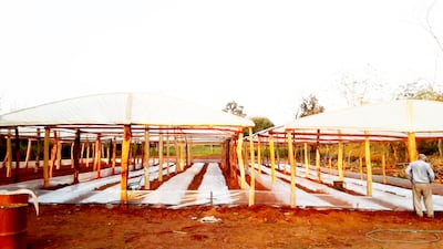 La altura del invernadero, su ventilación, la ubicación y la orientanción son solo algunos detalles a tener en cuenta y en los que muchas veces se falla en el momento de la instalación.