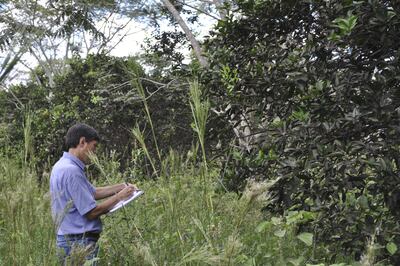 En invierno es  importante controlar la mosca negra de cítricos para evitar pérdidas.