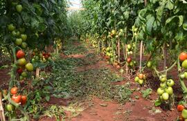 los-cultivos-bajo-invernadero-casi-no-fueron-perjudicados-por-las-lluvias-de-ayer-en-el-este-segun-reporte-de-sara-fleitas--213740000000-1405920.jpg