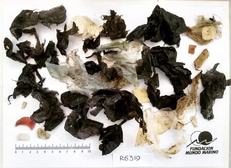 Imagen cedida por la Fundación Mundo Marino que muestra el total de 13 gramos de residuos plásticos, entre ellos bolsas de nylon, hilos y plásticos que defecó una tortuga verde y que un equipo de la fundación logró rehabilitar, según informó la organización ecologista este viernes, en el centro de rescate de la fundación, ubicada en la localidad de San Clemente del Tuyú, provincia de Buenos Aires (Argentina).