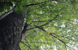 la-naturaleza-es-el-tema-del-poemario-de-elvira-olmedo--192826000000-1824915.jpg