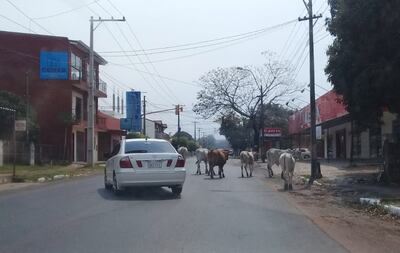 Vacas sueltas sobre ruta I, en Paraguarí.