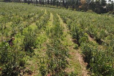 Las posibilidades que brinda la yerba mate  es que puede ser cosechada por más de 30 años, además no exige muchos cuidados culturales.