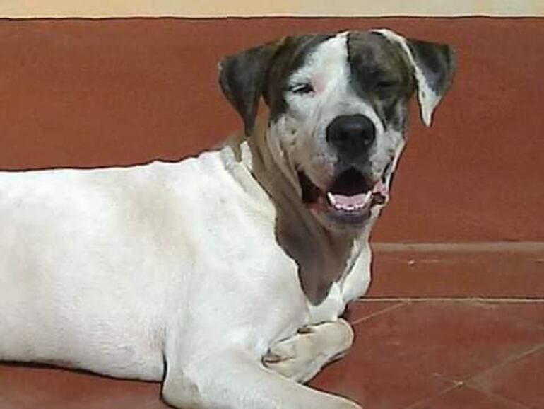 Pirata, un hermoso pitbull mestizo, se escapó un día de su casa y no supo volver. Oscar Palacios Larrosa (76) lo busca afanosamente.