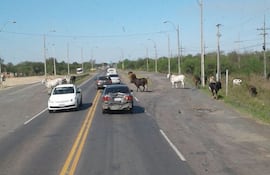 vacas-sueltas-114802000000-1638093.jpg