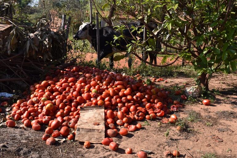 Las vacas se  alimentan del tomate que no es vendido a causa del bajo precio.