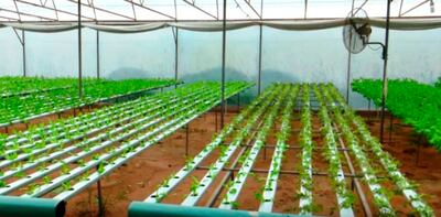 La tecnología disponible permite el cultivo hidropónico de vegetales.