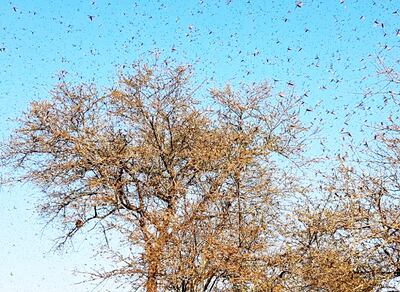Una nube de langostas fue divisada el miércoles último en zona de Mariscal Estigarribia.