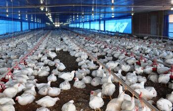 eliminar-el-uso-de-antibioticos-en-avicultura-80605000000-1834638.JPG