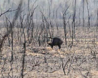 Los incendios forestales matan y desorientan a muchos animales silvestres. Piden extender el sistema de alertas para prevenir este desastre natural.