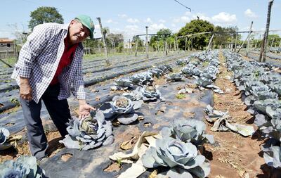 El agricultor Pablo Pereira muestra su plantación de repollos, que está totalmente a la intemperie. En el MAG hay programas para asistir a los labriegos, pero no llegan a todos.
