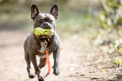 El bulldog francés es uno de los perros más buscados en Alemania.