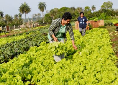 La huerta familiar es indispensable en  la agricultura familiar.