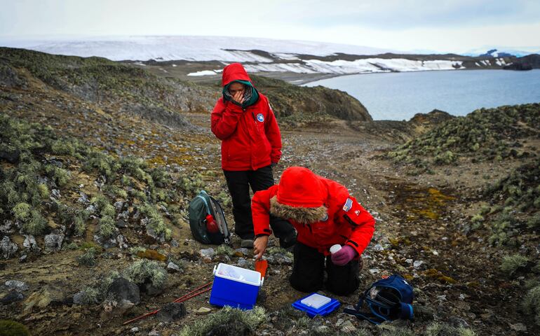 ACOMPAÑA CRÓNICA: ANTÁRTIDA CRISIS CLIMÁTICA. AME2140. ISLA REY JORGE (ANTÁRTIDA), 13/02/2020.- La agrónoma uruguaya Fabiana Pezzani (i), acompañada de la coordinadora científica Florencia Balay (i), toma una muestra de pasto que hace parte de una investigación sobre microorganismos promotores del crecimiento vegetal, el 17 de enero de 2020, en la Isla Rey Jorge, en la Antártida. Al hablar de la Antártida la mayoría de gente imagina un lugar cubierto de blanco, silencioso y sin rasgo alguno de vegetación. Sin embargo, el verano del continente helado saca a la luz una espectacular gama de colores entre los que el verde ocupa un papel protagónico. EFE/ Federico Anfitti