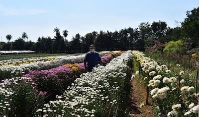 Más de 200.000 plantas de rosa y más de 100.000 plantas de crisantemos de diferentes variedades existen en la zona de Cabañas.