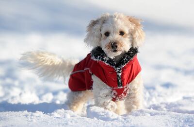 El abriguito contra el frío. Cuando el can es muy pequeño, no está de más.