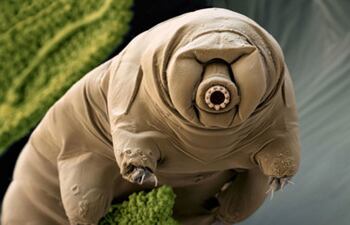 Tardígrado, conocido como "oso de agua".