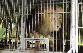 leoncio-rios-de-la-comuna-senala-la-jaula-donde-estan-encerrados-los-nueve-tigres-atras-en-bermudas-aparece-david-garcia-un-cuidador-dejado-por-194530000000-504168.jpg