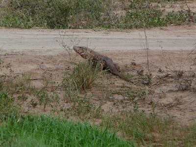 Las especies amenazadas son las que ayudan al equilibrio de los ecosistemas.