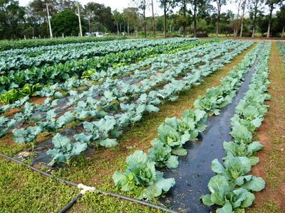 El repollo  puede cultivarse y consumirse todo el año.