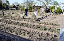frutilleros-del-sur-quieren-ayuda-tecnica-y-crediticia-205707000000-1472656.jpg