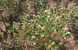 productores-cultivan-azafran-como-rubro-alternativo-de-renta-83731000000-1391025.jpg