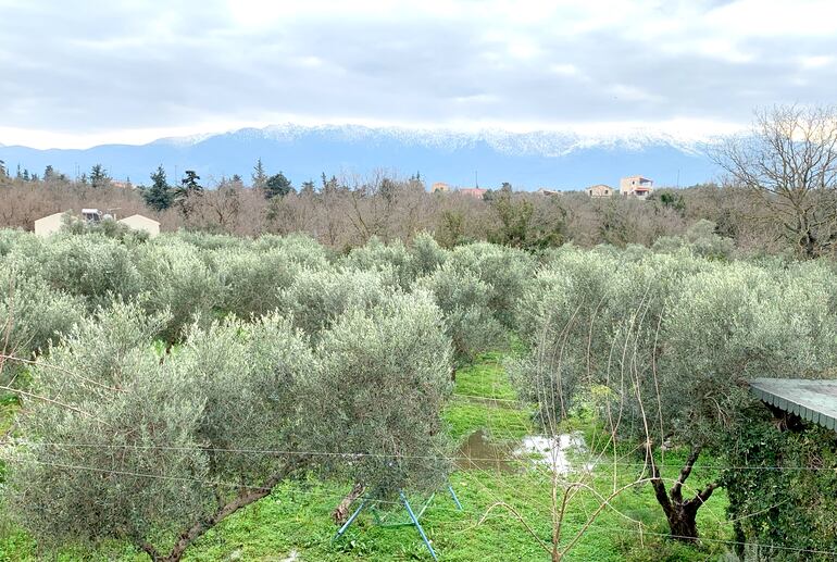 ARCHIVO - Plantaciones de olivos, un cielo encapotado y cumbres de nieves en el horizonte. Así es el invierno en Creta. Foto: Verena Wolff/dpa-tmn