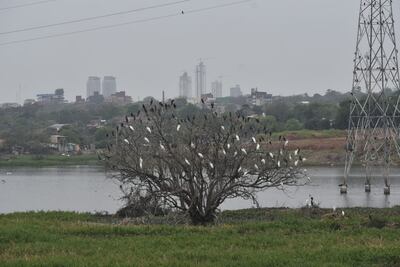 Aves, garzas y mbiguás, copan la bahía de Asunción.