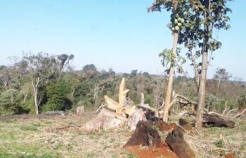 Gran parte del bosque de la comunidad Kokuere Guasu fue arrasada por personas innominadas en complicidad con nativos.