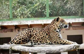 este-es-el-unico-yaguarete-panthera-onca-del-refugio-que-sera-llevado-a-la-argentina-en-calidad-de-prestamo-para-la-procreacion-y-mantener-a-la-es-215532000000-1542445.jpg
