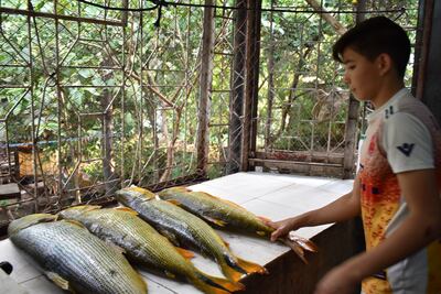 Los pescadores tendrán siete días para comercializar todo su stock.