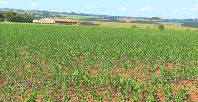 Los cultivos de maíz siguen su desarrollo gracias a las últimas lluvias, pero ya se hay pérdidas.